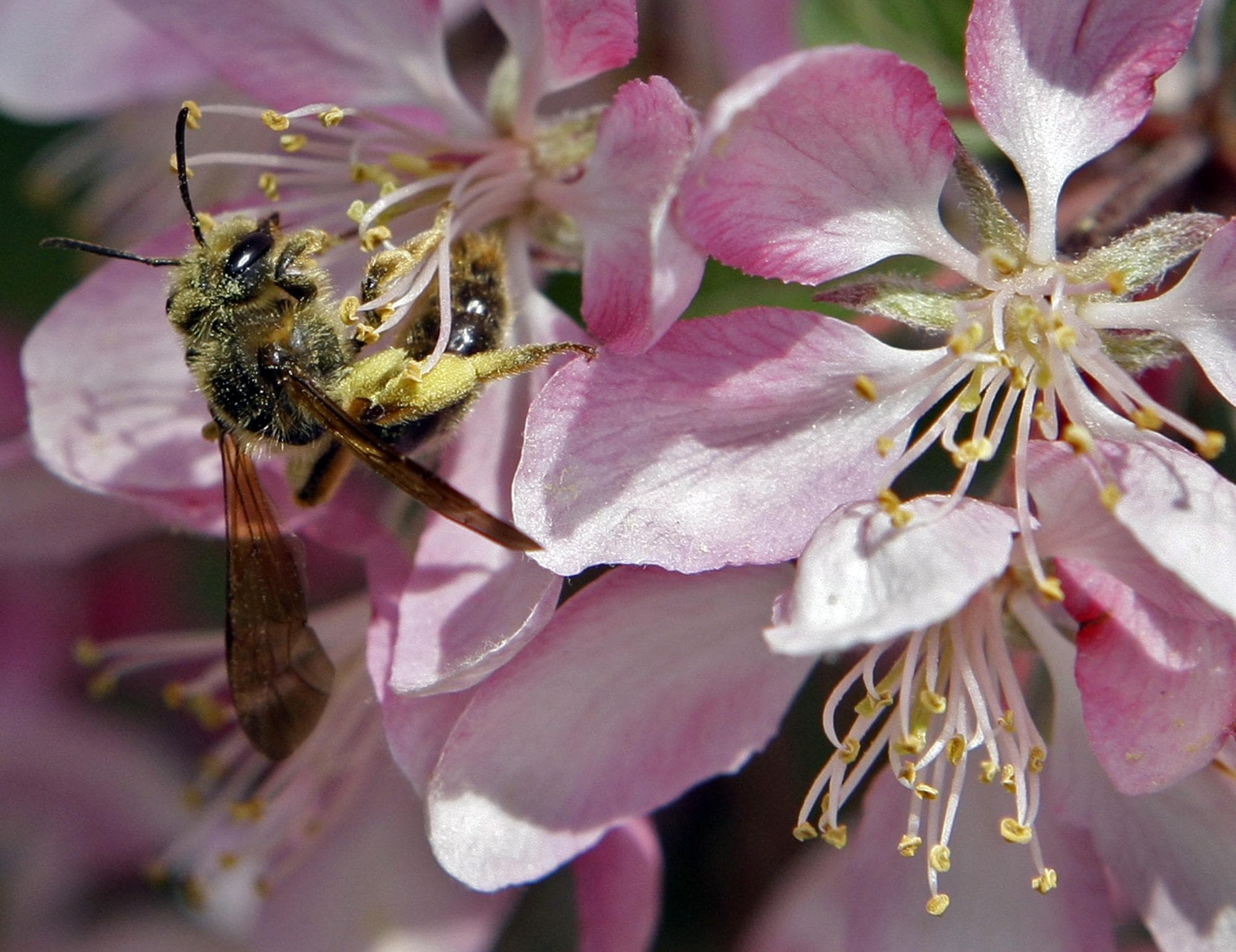 experts-link-high-pollen-counts-with-wet-winter-here-now