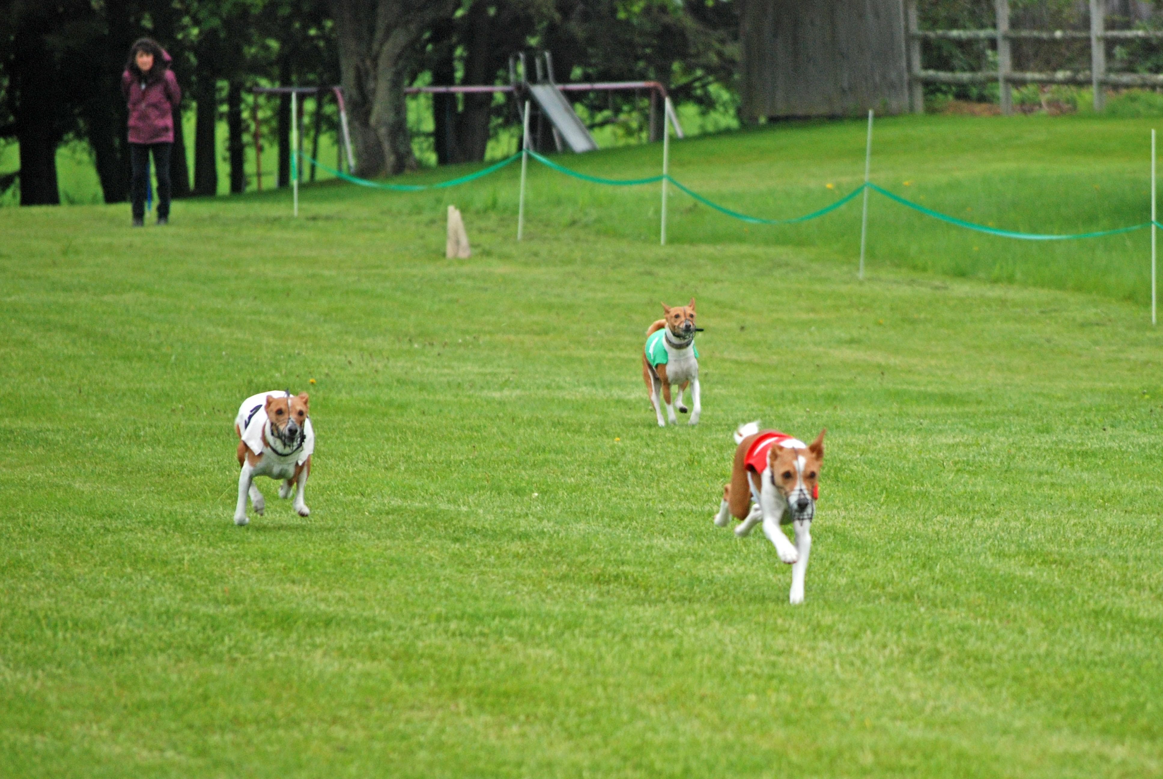 Iggy'S Workout: Fun Fitness For Italian Greyhounds - aewi0hd