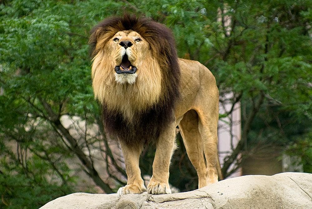 Franklin Park Zoo will open to members and then the general public this week and next. (Flickr/ Corey Leopold)