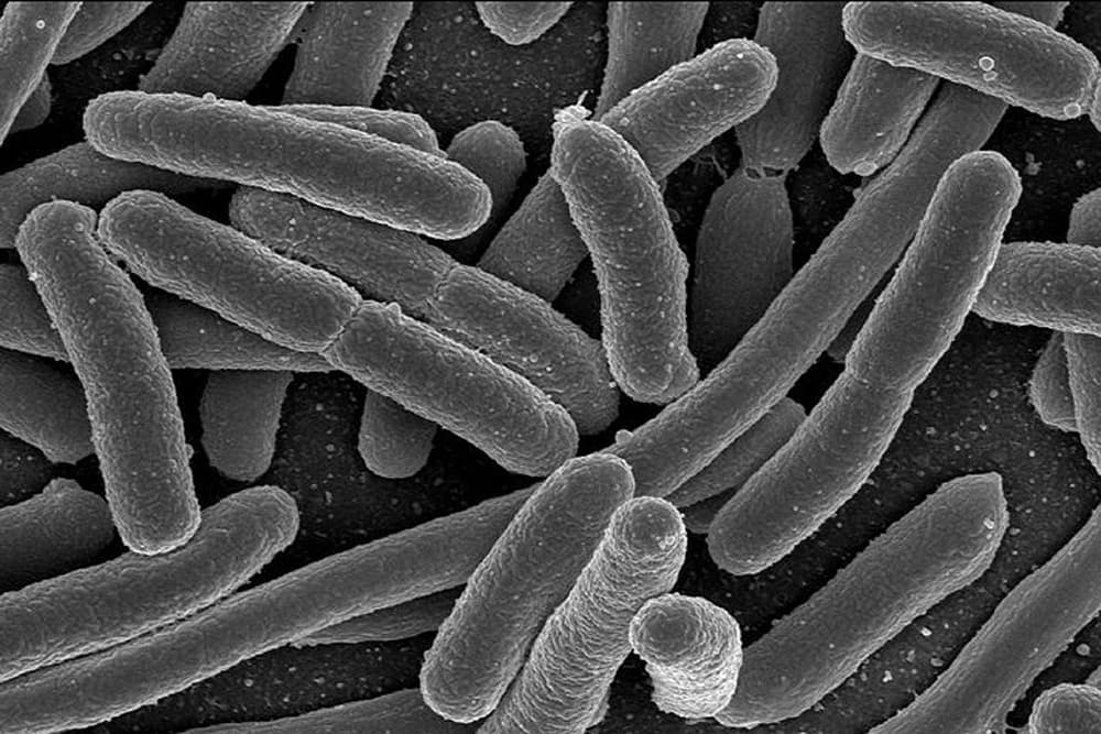 bacteria gut influences mood