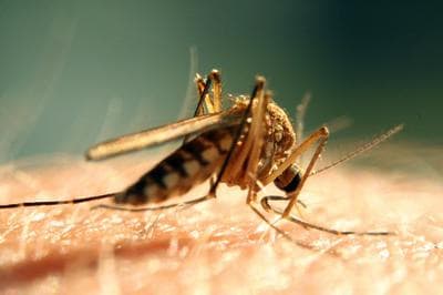 The state's second human case of EEE this year was announced by the Department of Public Health on Friday. (Courtesy of bogdog Dan/Flickr)