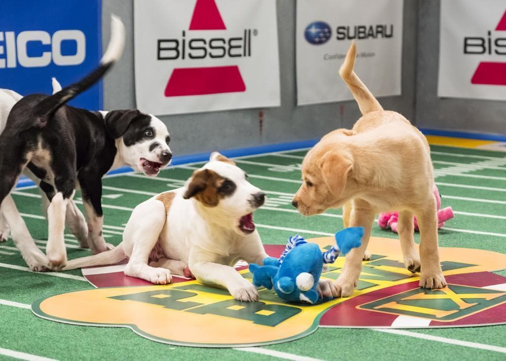 Puppy Bowl IX: The Cuteness Championship | Only A Game