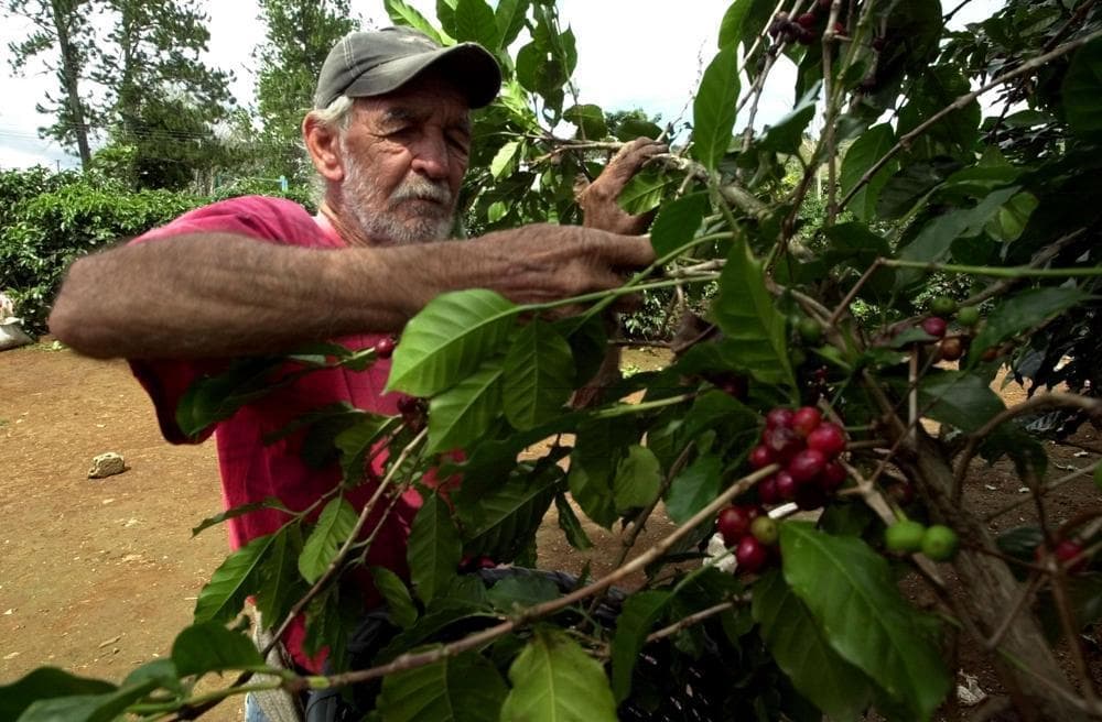 Fungus Creates Crisis For Coffee Growers | Here & Now