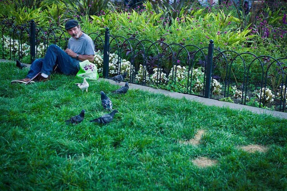 A man feeds pigeons on Copley Square. (Dominick Reuter for WBUR)