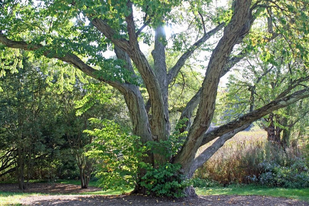 An aging katsura tree planted in 1878, at the Arnold Arboretum, Jamaica Plain.  (Alexandra Koktsidis/WBUR)