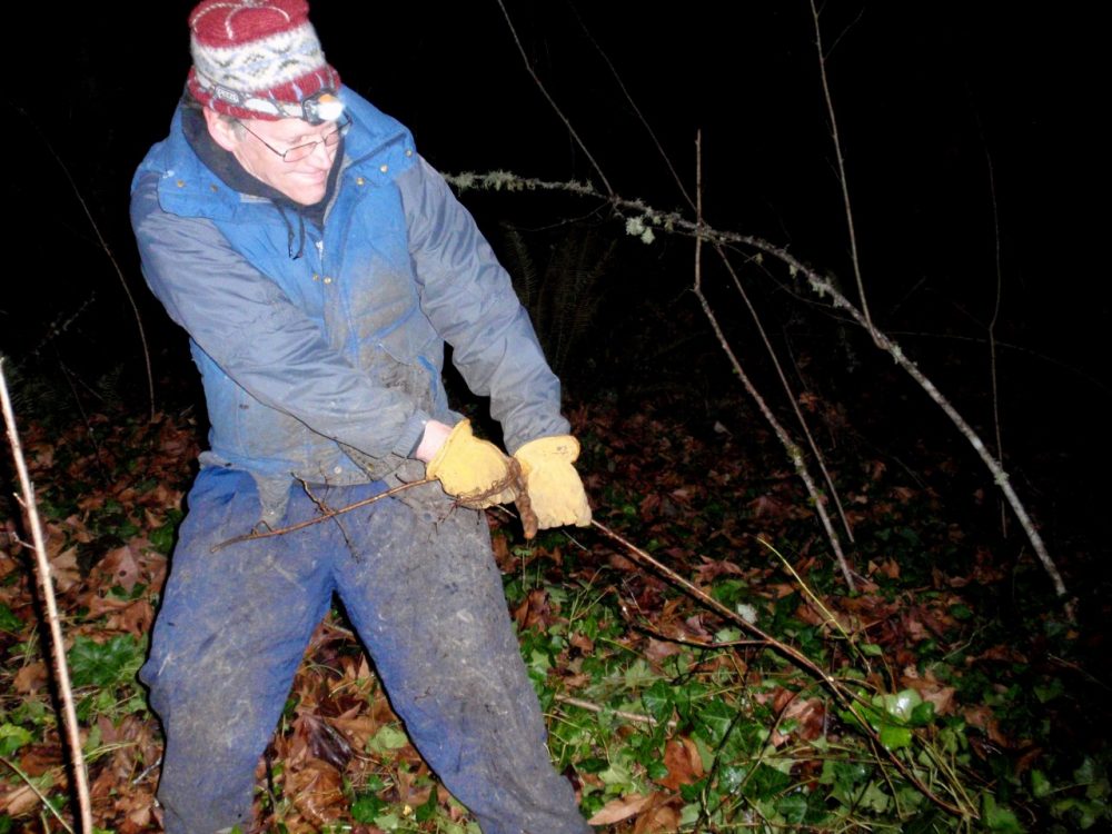 Kevin Head goes on daily pre-dawn missions to remove the invasive English ivy. (Tom Banse/Northwest News Network)