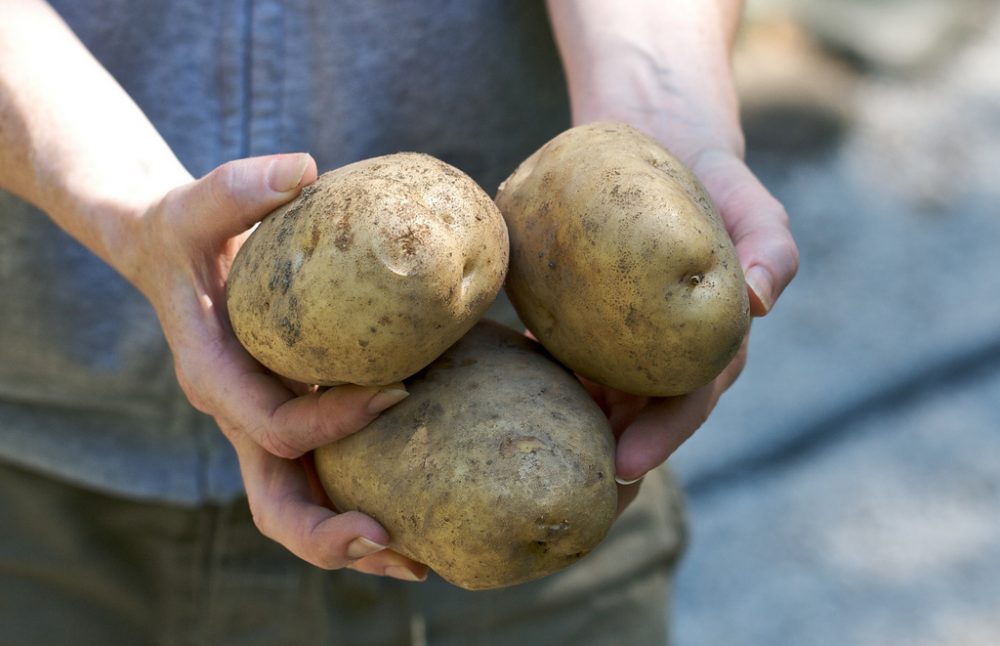 According to a group of grocers, the potato on your plate got there through a conspiracy involving price-fixing, coercion and aerial surveillance.  But potato growers counter there's no cartel, just a co-op.  (Chiot's Run/Flickr)