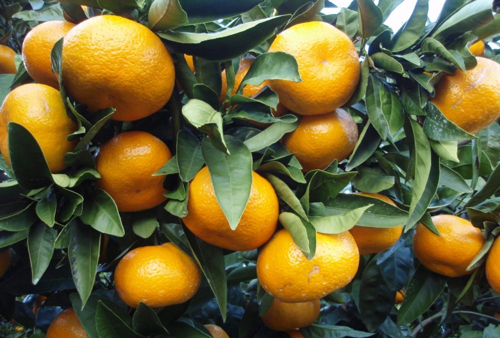 Satsumas are seedless mandarin oranges native to Japan. (Wikimedia Commons)