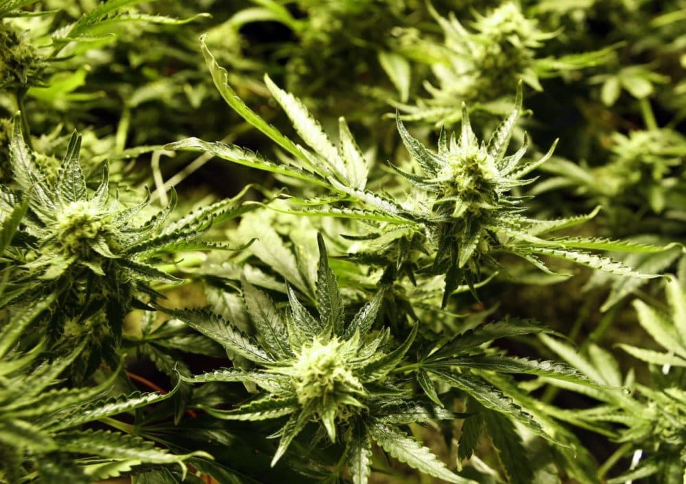 A recent study finds more pregnant women in the U.S. are using cannabis, especially in their first trimester. (Ed Andrieski/AP)