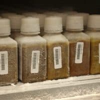 Bottles of frozen human stool for fecal transplants at the nation's first stool bank, OpenBiome. (Photo: Gabrielle Emanuel/WBUR)