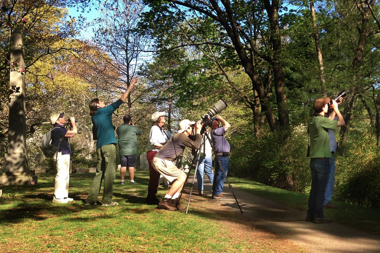 Birders Flock To Cambridge's Mount Auburn Cemetery WBUR News