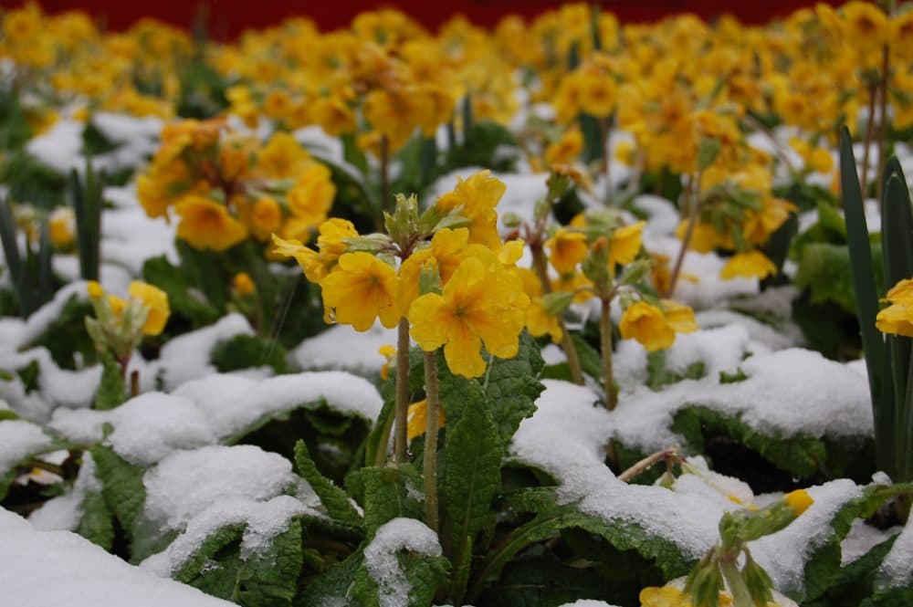 The unusually cold and long winter left a number of plants unable to bloom again. (Weefz/Flickr)