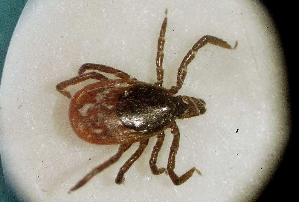 A March 2002 file photo of a deer tick under a microscope in the entomology lab at the University of Rhode Island in South Kingstown, R.I. (Victoria Arocho/AP)