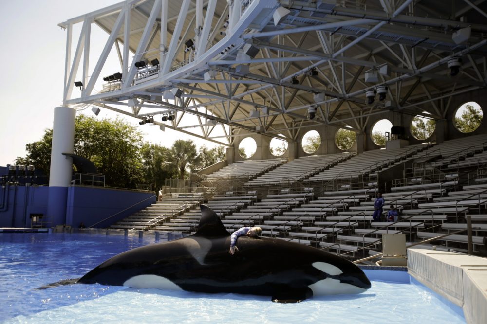 In this April 10, 2014 photo, Sea World trainer Michelle Shoemaker hugs killer whale Kayla as she works on a routine before a show, in Orlando, Fla. SeaWorld Entertainment, Inc. has faced criticism over its treatment of its captive killer whales since the release of the highly-critical documentary, "Blackfish," last year. (John Raoux/AP)