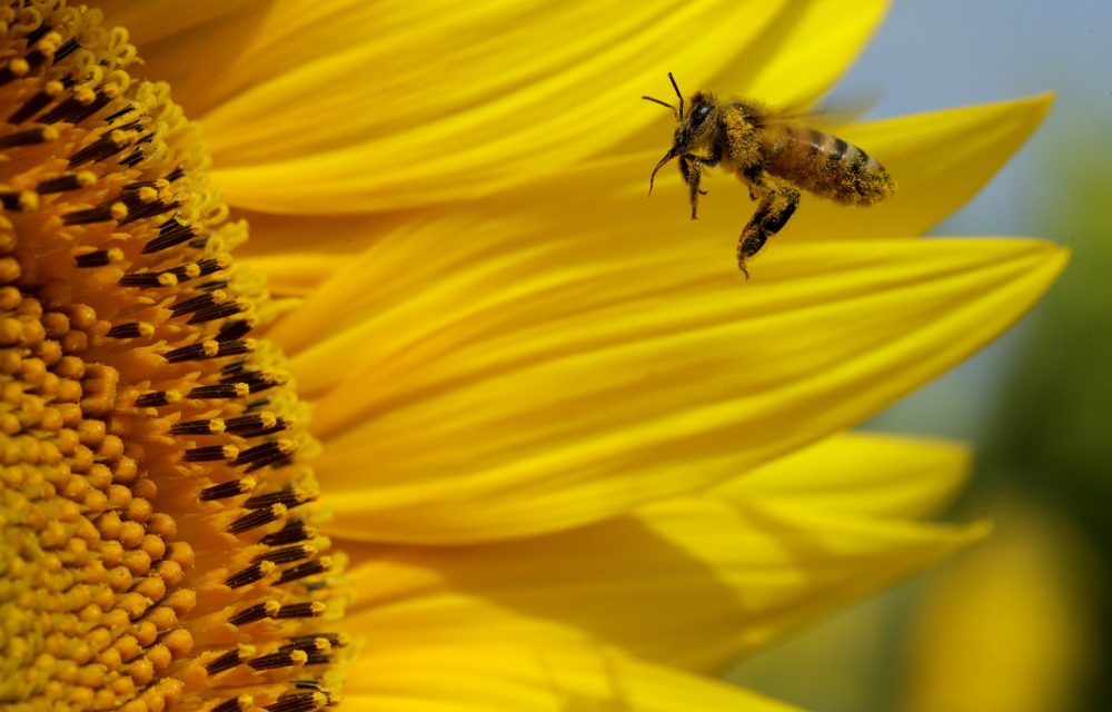 Why Bees Matter: Changing Our Perspective About Honey Bees ...