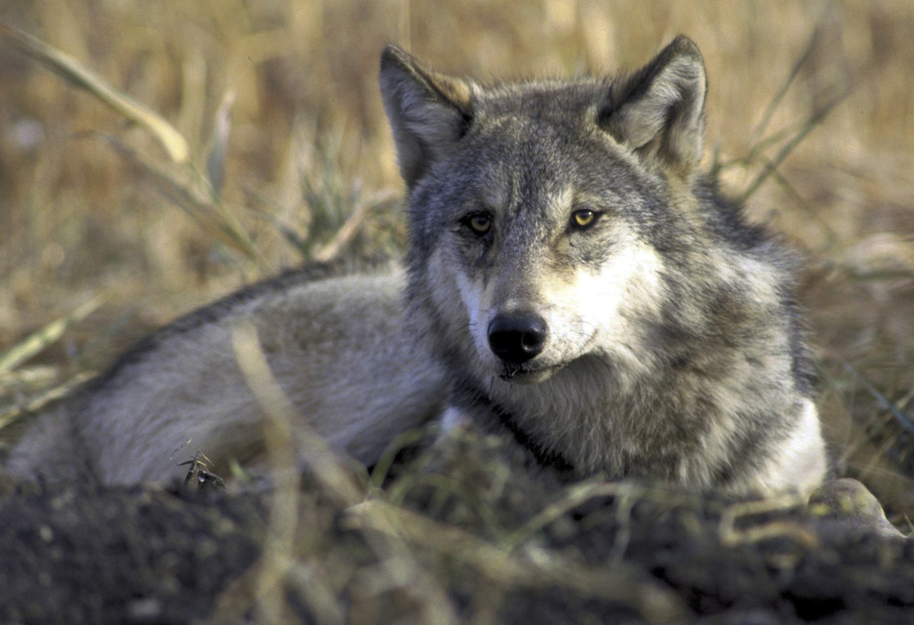The indigenous communities rising up to protect the gray wolf - Vimarsana News