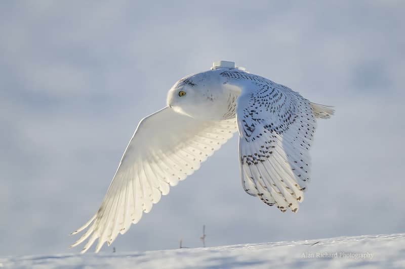 Gps Car Tracker >> Snowy Owls 'Irrupting' In Northern States | Here & Now Gps Car Tracker >> Snowy Owls 'Irrupting' In Northern States | Here & Now