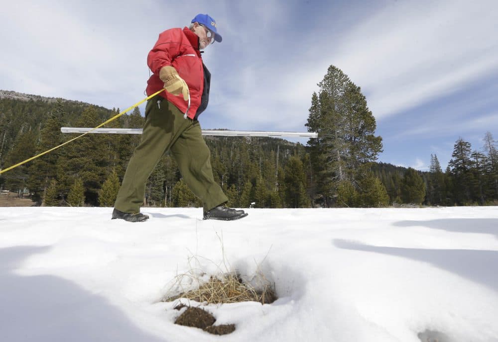 Frank Gehrke, chief of California Cooperative Snow Surveys Program for the Department of Water Resources, walks past some weeds emerging from the snow pack as he conducts the second snow survey of the season at Echo Summit, Calif., Thursday, Jan. 29, 2015. The survey showed the snow pack to to be 7.1 inches deep with a water content of 2.3 inches, which is 12 percent of normal for this site at this time of year. In a normal year this location is usually covered in several feet of snow. (Rich Pedroncelli/AP)