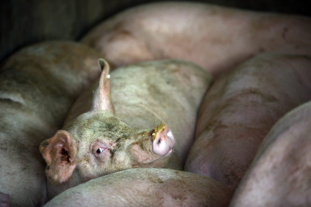 Pigs on a farm in the village of Gangzhong in China's eastern Zhejiang province on November 19, 2013. (Peter Parks/AFP/Getty Images)