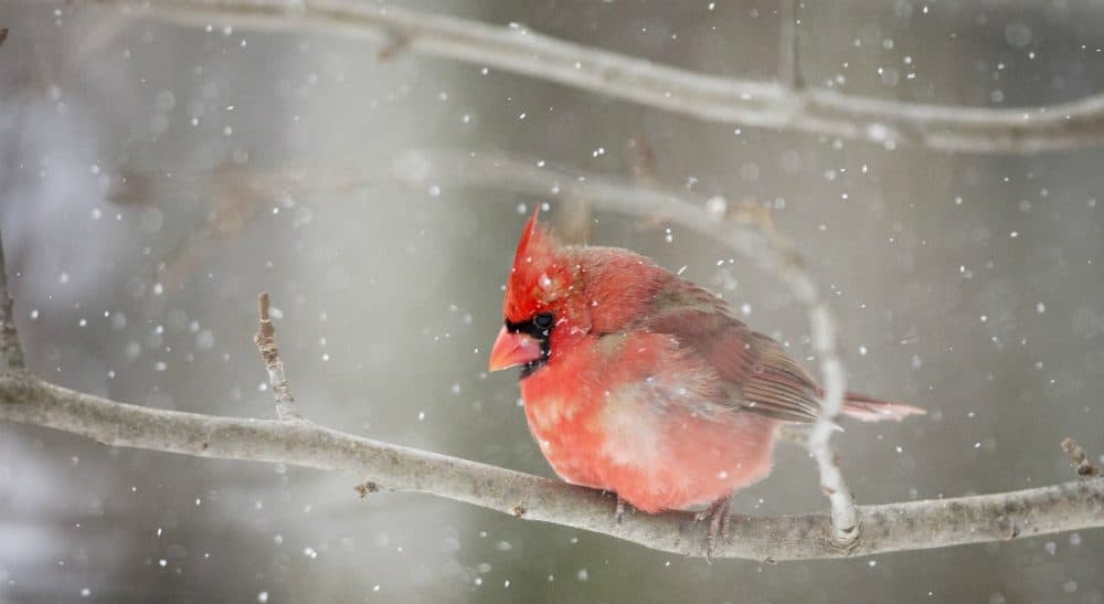 As the landscape is transformed by winter, I find myself semi-lost in a familiar place. (David Stephenson/AP)