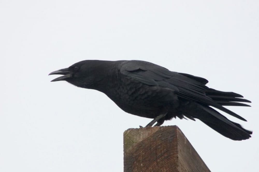 How Smart Are Crows? Scary Smart. | Here & Now