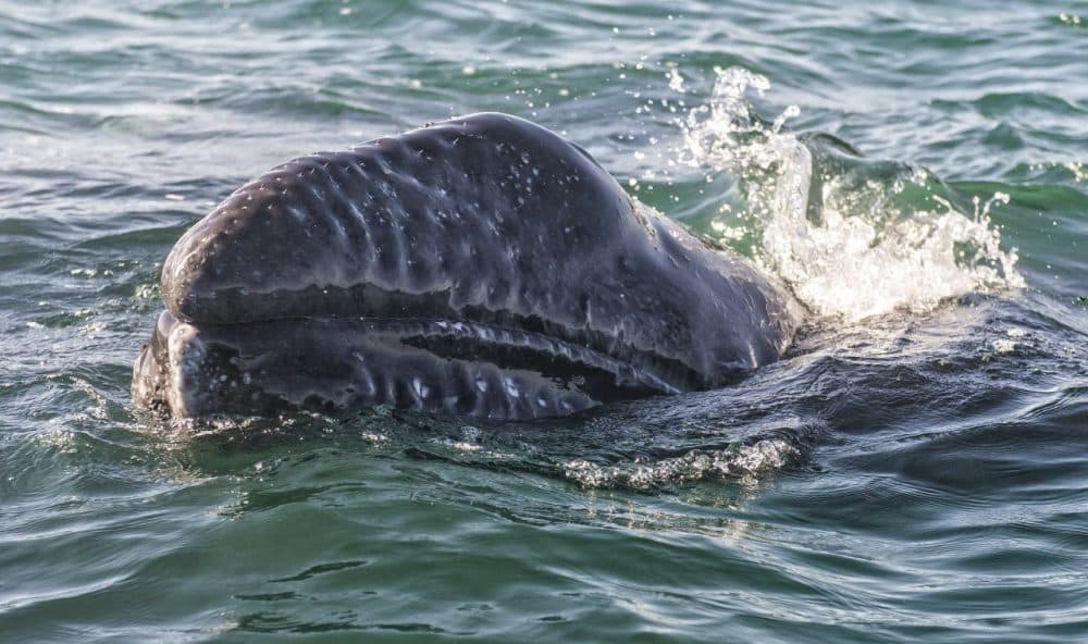 A gray whale calf (Eschrichtius robustus) emerges from the waters of the Ojo de Liebre Lagoon, Baja California Sur State, Mexico, on March 3, 2015. (Omar Torres/AFP/Getty Images)