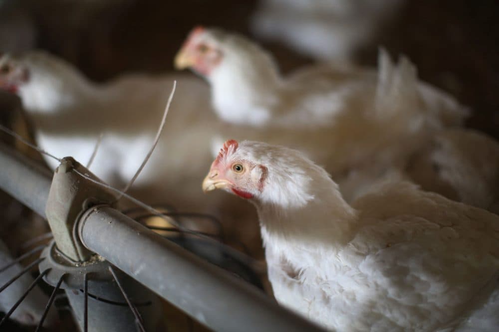 Chickens gather around a feeder at a farm on August 9, 2014 in Osage, Iowa. (Scott Olson/Getty Images)