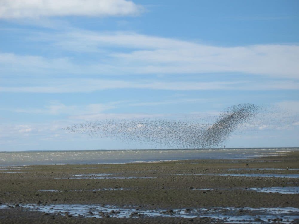 A cloud of knots coming into the wind-swept beach along the Strait of Magellan in Tierra del Fuego. (Courtesy Dan Greenbaum)