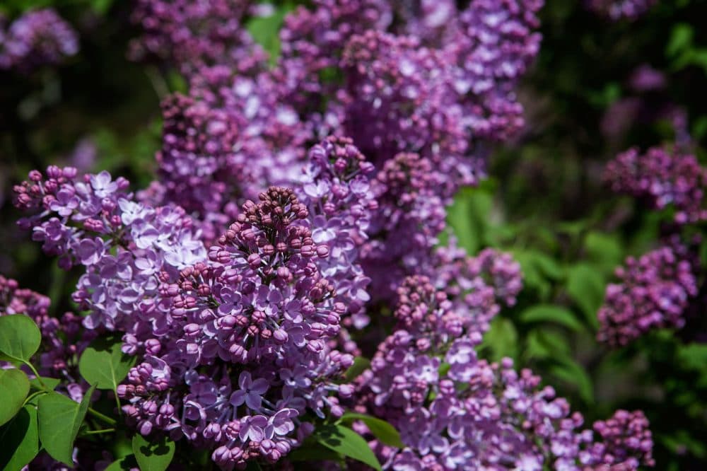 5 Things To Do This Weekend, Including Lilacs At The Arnold Arboretum And The ReelAbilities Film Festival - Vimarsana News