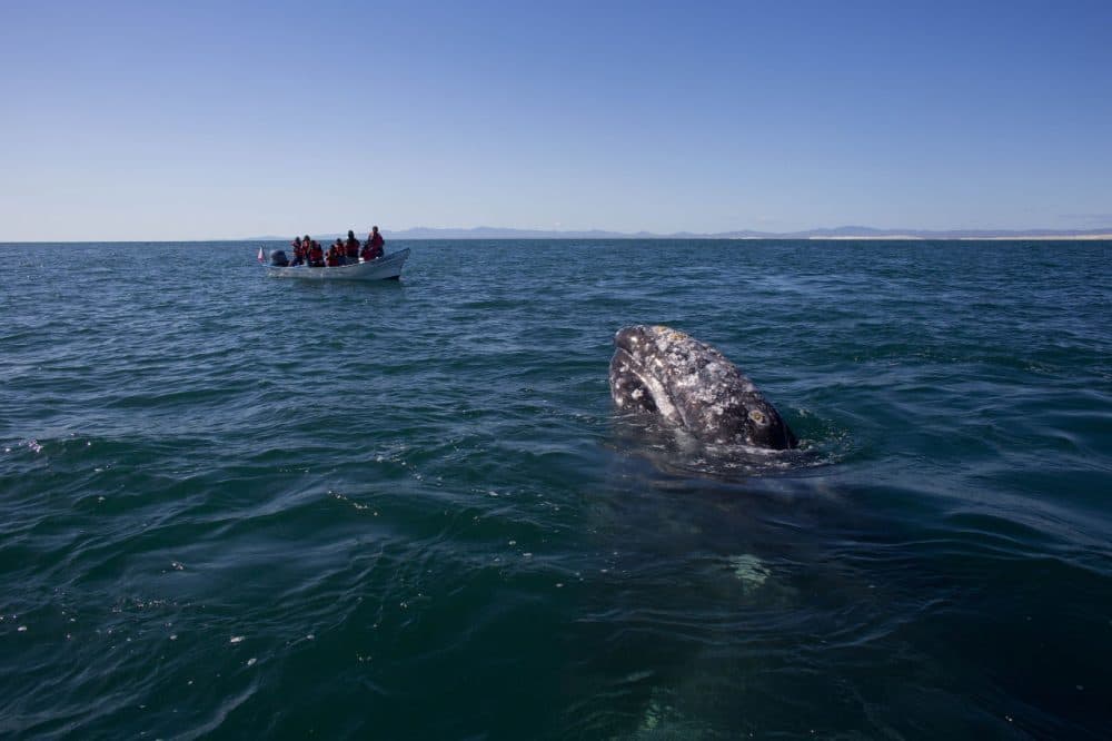 Visitors aboard a boat watch as a gray whale surfaces in the Pacific Ocean waters of the San Ignacio lagoon, near the town of Guerrero Negro, in Mexico's Baja California peninsula. Hunted to the edge of extinction in the 1850s after the discovery of the calving lagoons, and again in the early 1900s with the introduction of floating factories, the gray whale was given full protection in 1947 by the International Whaling Commission. (Dario Lopez-Mills/AP)