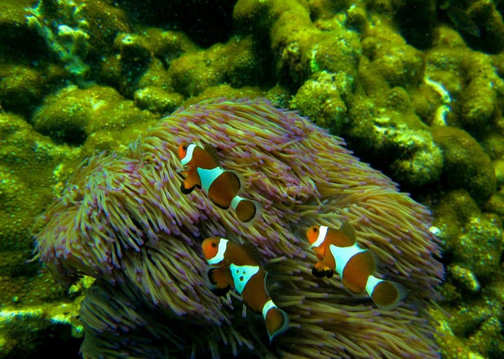 Scientists say the dredging project that created the islands has done massive damage to the coral reefs and aquatic life in the area. (juska/Flickr)