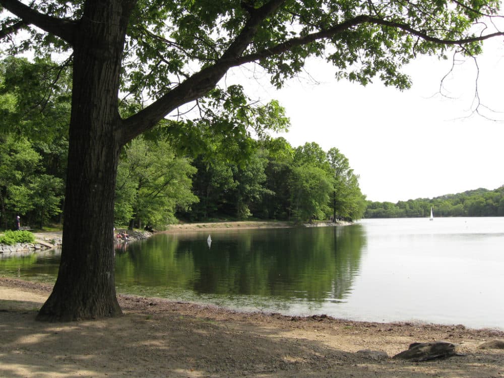 Jamaica Pond Closed To Water Activities After Toxic Algae Bloom WBUR News