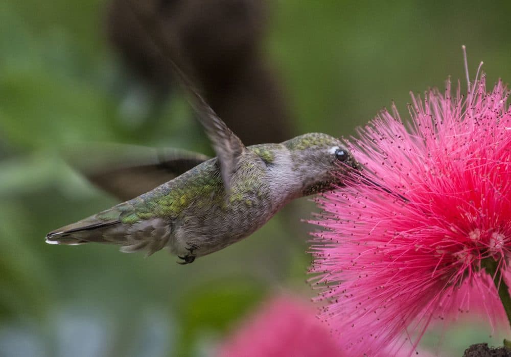 A hummingbird drinks nectar from a flower at the San Diego Zoo. (Bill Gracey/Flickr)