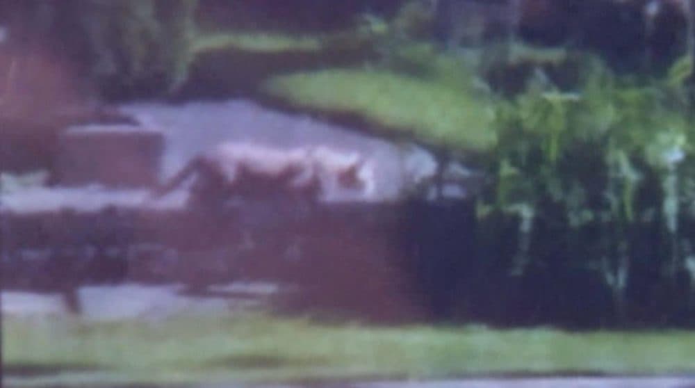 The mystery animal roaming Milwaukee can be seen in this screenshot from a grainy cell phone video. (Screenshot via WUWM)