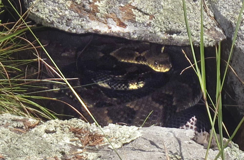 Two rattlesnakes hide in a crack in a rock somewhere in western Rutland County, Vt. on July 31. (Wilson Ring/AP)