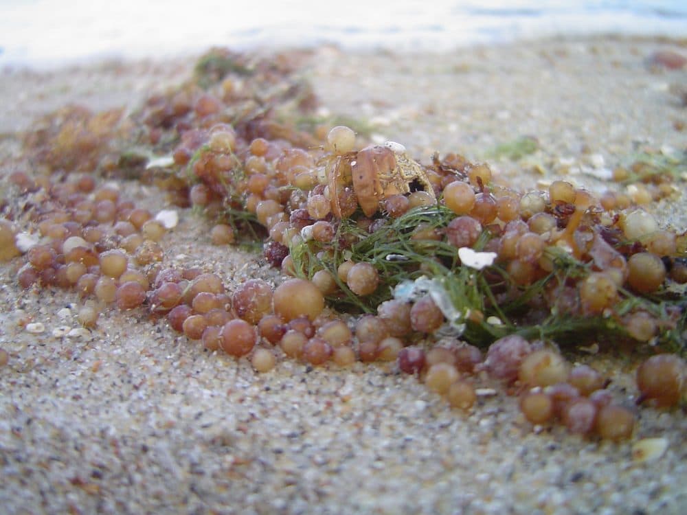 Piles of sargassum, a seaweed found in the Caribbean, are accumulating and rotting on beaches in the region, creating a smell that turns off tourists. (Henrique Pinto/Flickr)