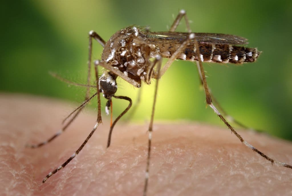 Mosquitoes Now A YearRound Problem In Southern California Here & Now