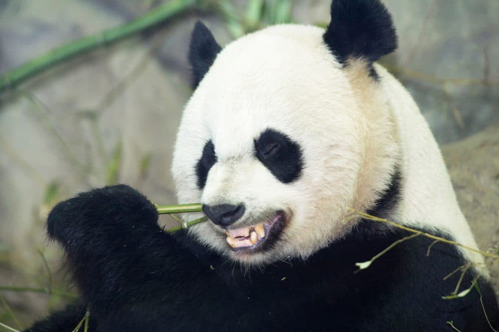 Mei Xiang eats a bamboo breakfast January 6, 2014, inside her glass enclosure at the Smithsonian's National Zoo in Washington, D.C. (Paul J. Richards/AFP/Getty Images)