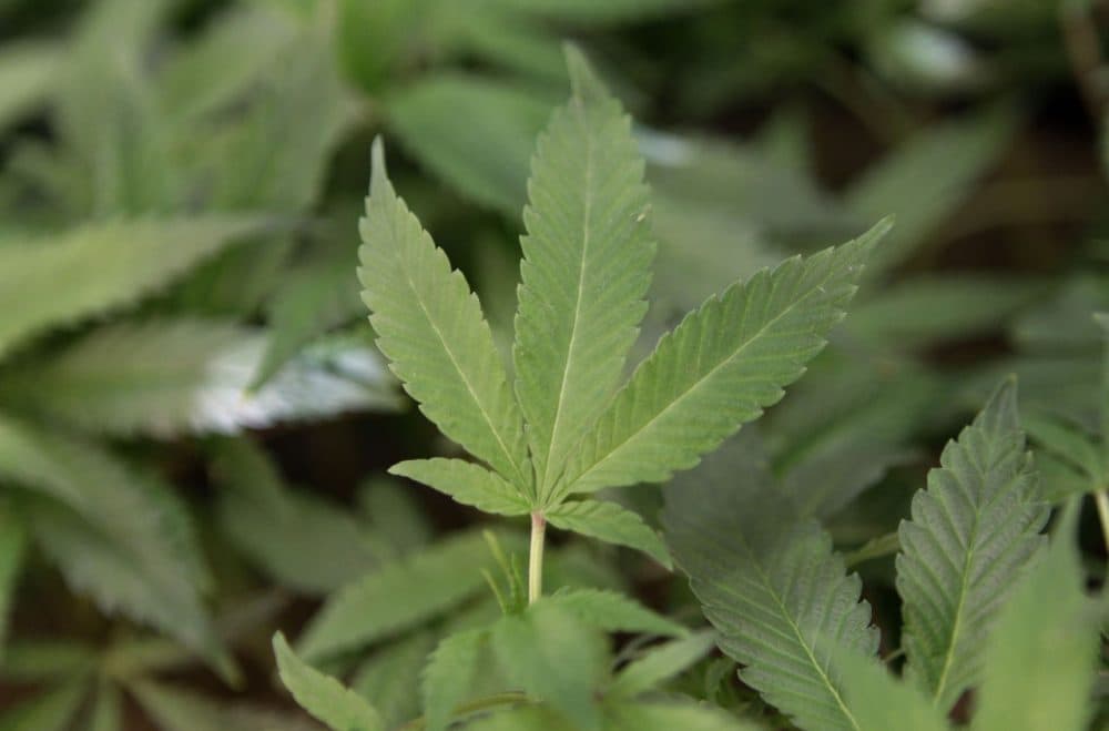 The study's lead investigator says the findings suggest that teenagers and young adults have absorbed public health warnings about the dangers of cigarettes but increasingly regard marijuana as benign or carrying few risks. (AP Photo/Jeff Chiu, File)