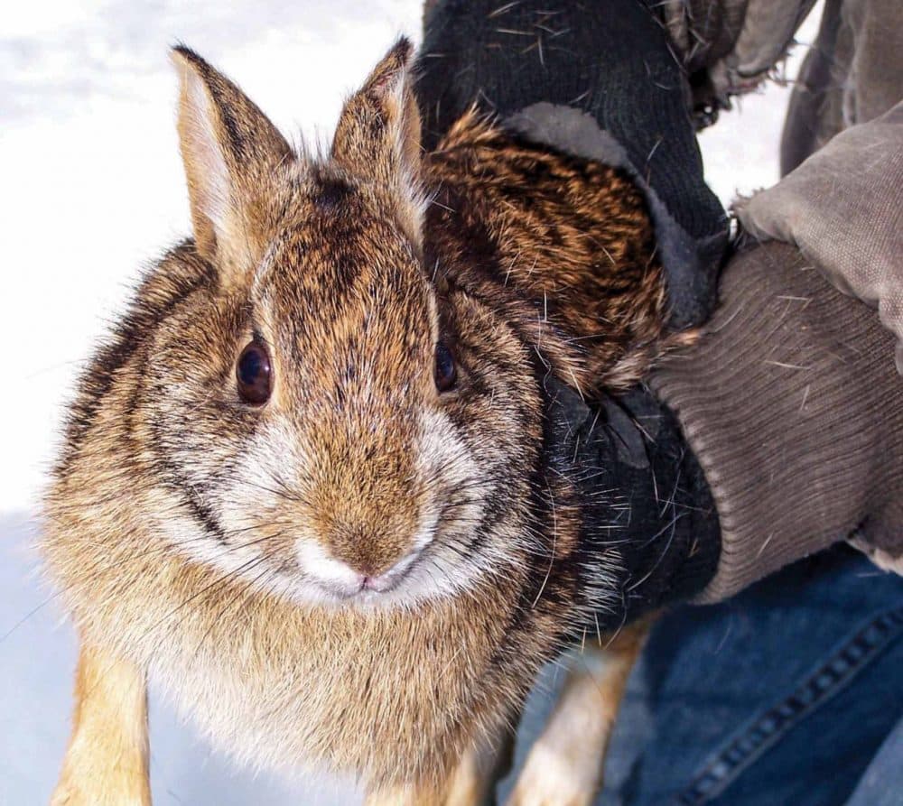 Feds Say New England Cottontail Doesn't Need Protection | WBUR News