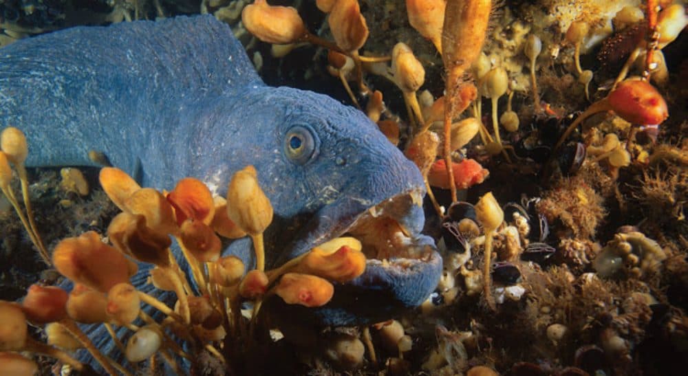 Nigella Hillgarth: "More than 10 percent of U.S. lands are set aside as protected parks, wildlife refuges and wilderness areas, but the same care has not yet been given to our ocean." Pictured: An Atlantic wolfish on Cashes Ledge, as photographed by New England Aquarium Explorer-in-Residence, Brian Skerry. (Brian Skerry, New England Aquarium/ Courtesy)