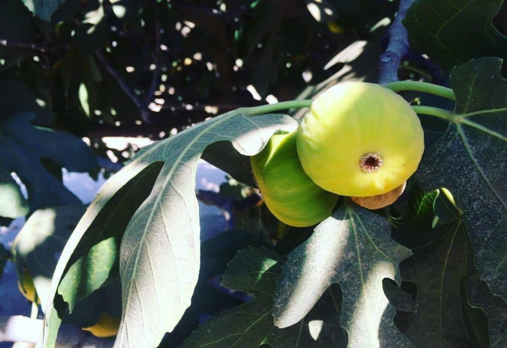 Over the last couple years, demand for fresh figs has increased due to marketing from the fig industry. (Ezra David Romero/Valley Public Radio)