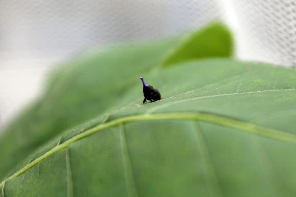 This treehopper in a greenhouse at Saint Louis University would not normally have a purple horn or "pronotum." It was painted that color for identification purposes. (Véronique LaCapra/St. Louis Public Radio)