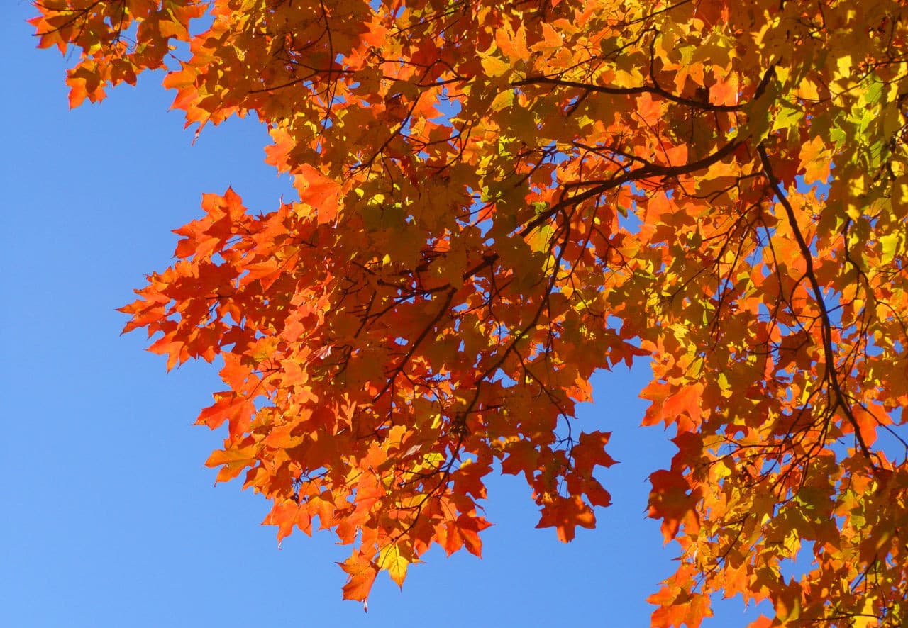 The Impact Of This Years Drought On Fall Foliage Season Radio Boston 