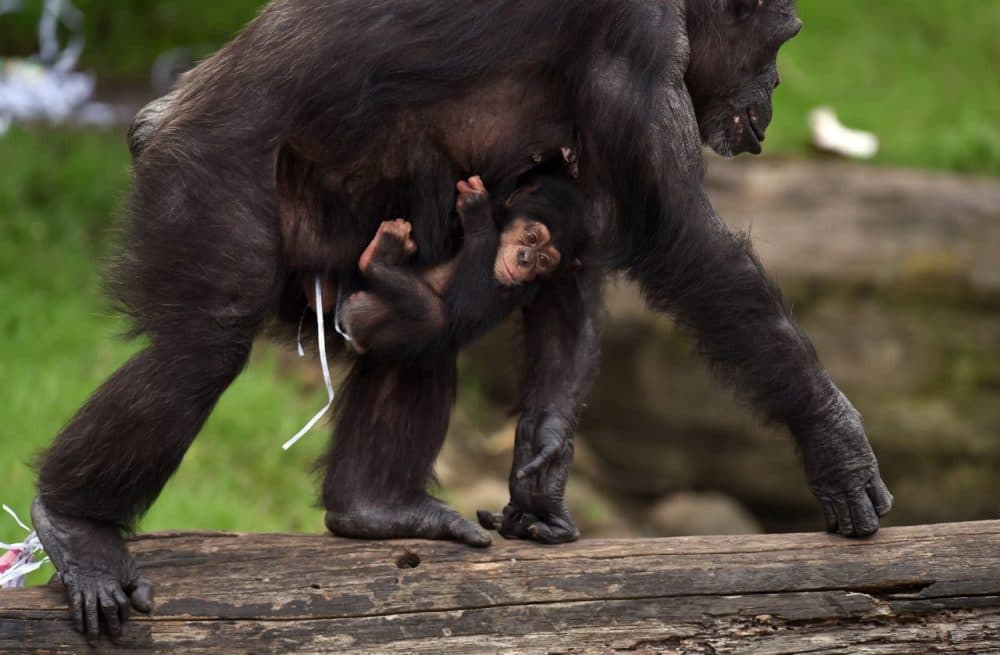 Two-month-old chimpanzee Liwali is carried by her mother Lisa while inspecting Christmas gift-wrapped food treats and other tasty decorations left inside the exhibit in Sydney on December 9, 2014. The chimpanzees were quick to pounce on the festive-themed enrichment items prepared by keepers, showing off their natural foraging skills to uncover the food inside while some seemed just as happy playing with the cardboard box packaging. (William West/AFP/Getty Images)