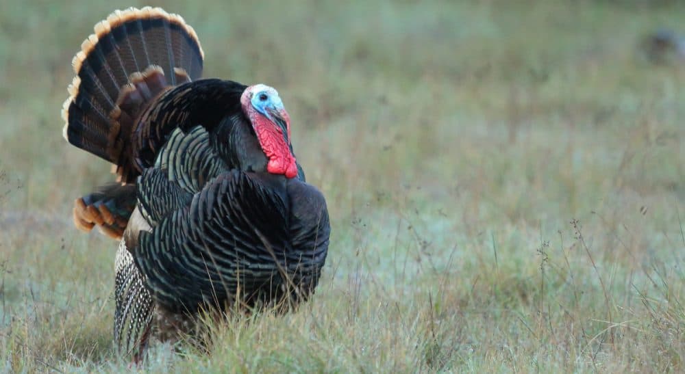 If not to carbo-load for a Black Friday mall run, what is Thanksgiving for? (Don McCullough/flickr)