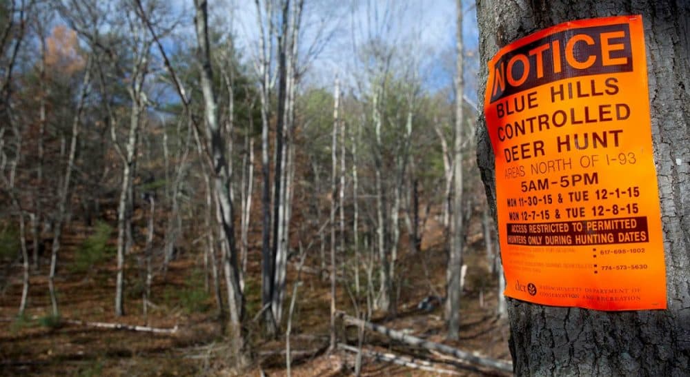 Signs posted on trees in the Blue Hills Reservation show the dates when only permitted hunters can enter the area. (Robin Lubbock/ WBUR)