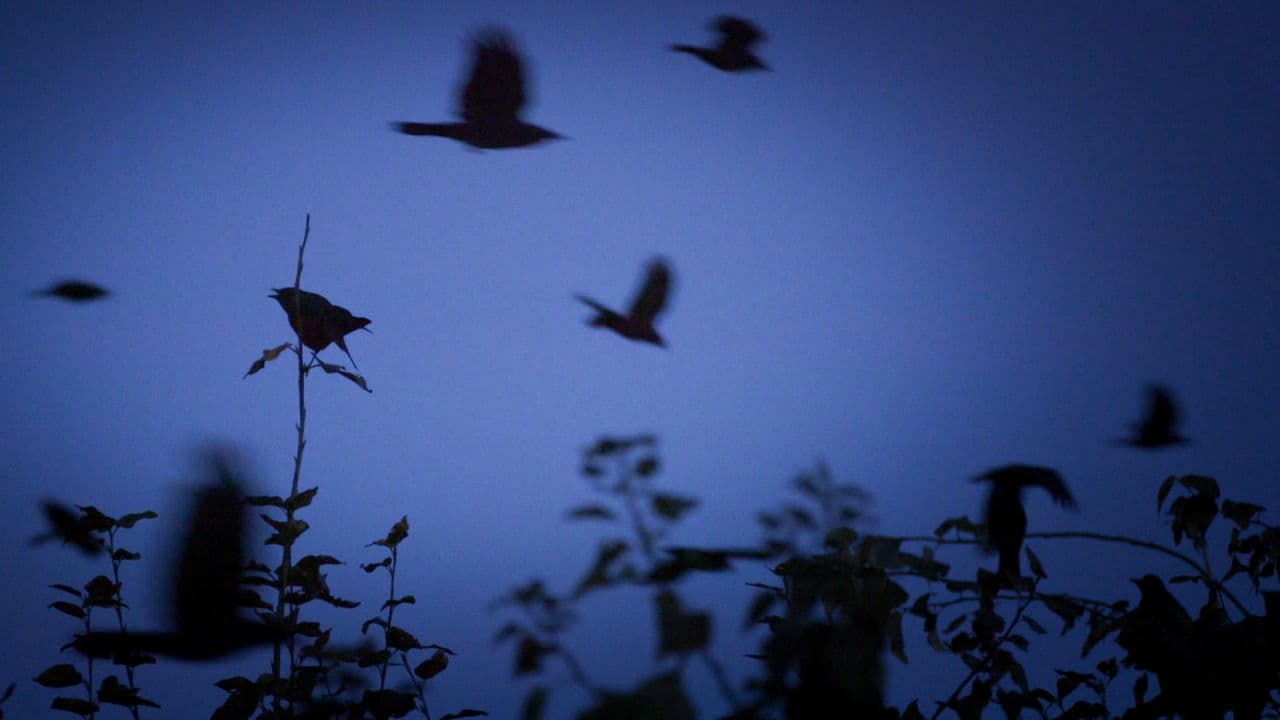 Seattle's Crows Have A Nighttime Meeting Spot Here & Now