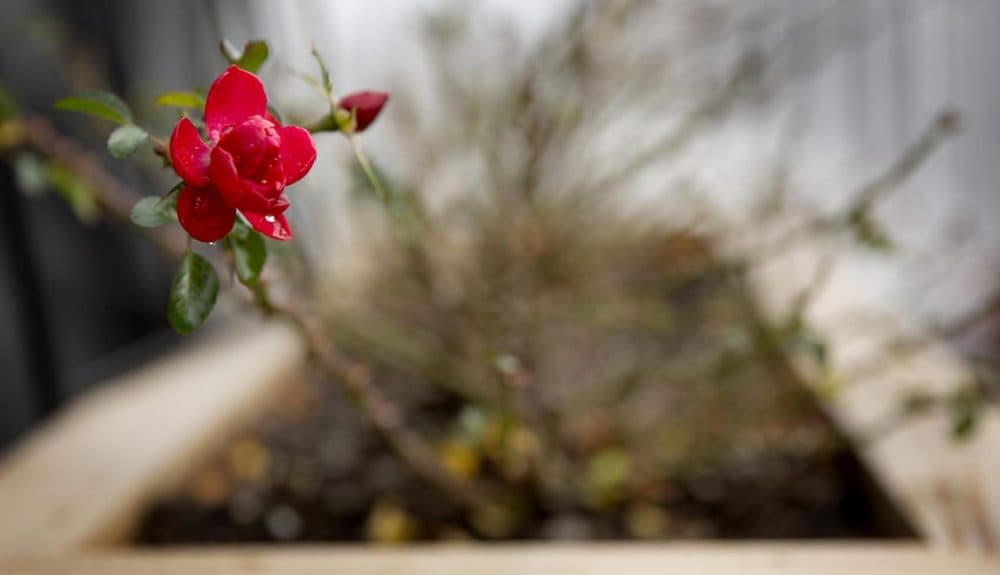 On Christmas Eve, flowers are in bloom on the WBUR deck, as a new Boston temperature record was set. (Robin Lubbock/WBUR)