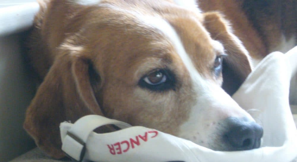 Paul C. McLean: "Until age 3, her name was a four-digit number, tattooed in her ear. We named her Hutch, for the place in Seattle where the cure and so much of the science behind it took place." Pictured: The author's late dog, Hutch. (Author/Courtesy)